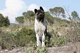 AKITA AMERICAIN 017